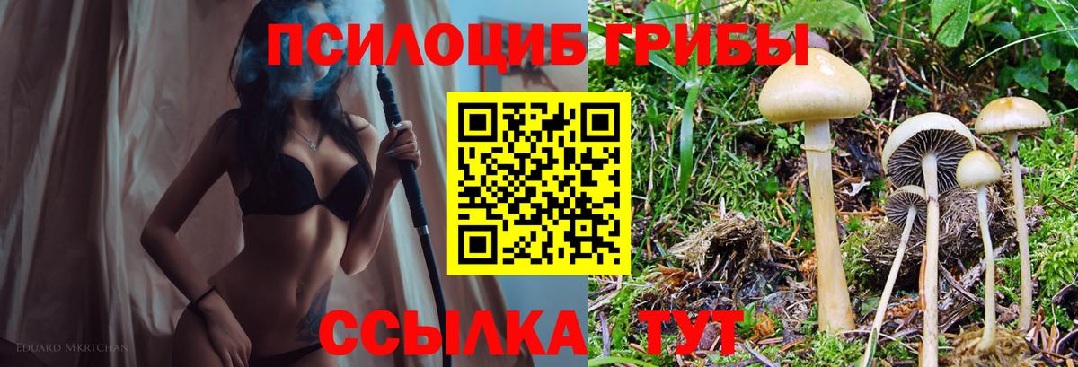 Псилоцибиновые грибы Psilocybe Сегежа